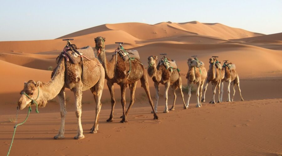Morocco trip - Morocco tours - Morocco holiday - Morocco excursions - Morocco itinerary - Morocco wonderful tour - travel to Morocco - Trip tp Morocco - Holiday in Morocco - Holiday tour in Morocco - Morocco in 1 week - 1 week in Morocco - 3 Days tour in Morocco - Morocco 4 days tour - 10 Days Morocco tour - 10 Days in Morocco - 10 Travel in Morocco